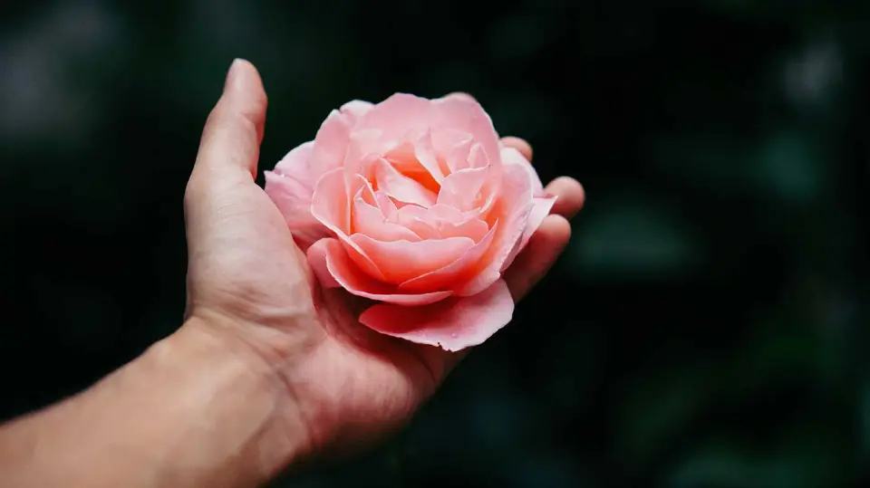 Handing flower